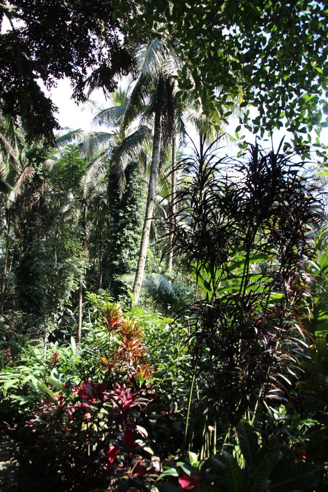 Etiqueta 9: De Java a Bali