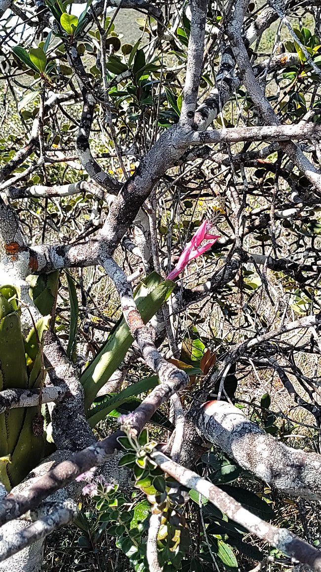 Brasilien Nationalpark Diamantes Teil I