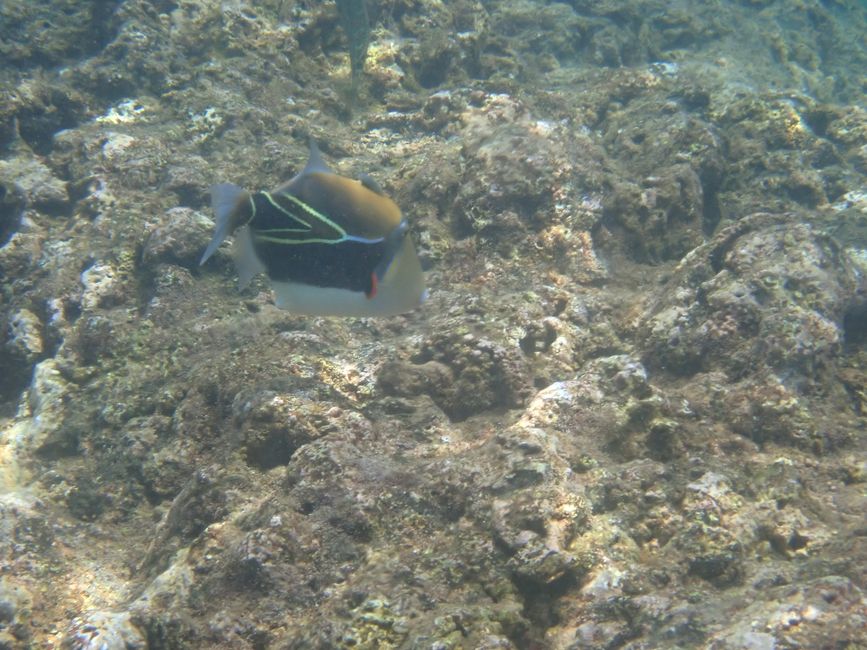 Côte Nord - Snorkeling à Shark Cove - Poisson-chirurgien d'Achille