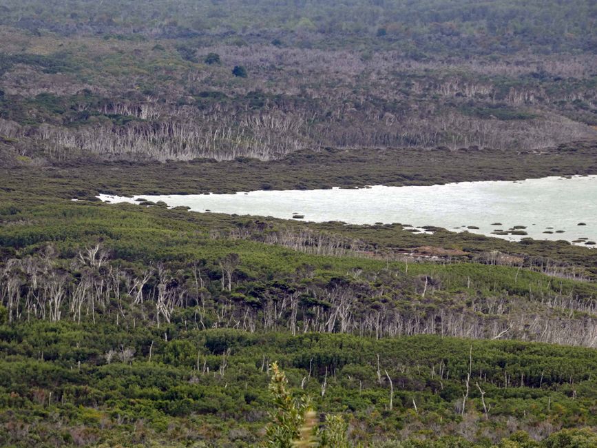 Foresta di mangrovie