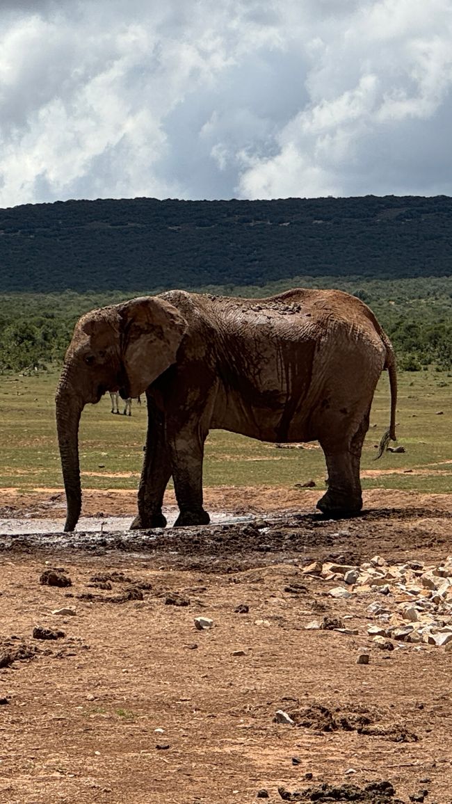 Addo Nationalpark
