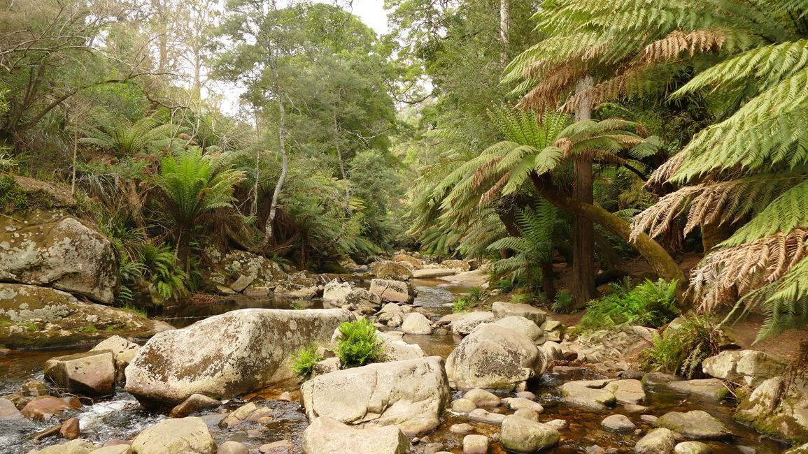 - Singapur & Tasmania 2019 -
