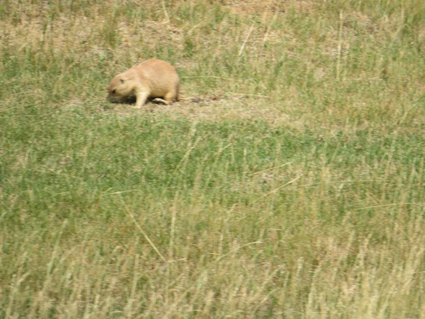 Prairie dog search image (Zoo Sauvage)