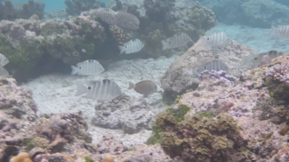 2025-04-23 Tahiti und Huahine