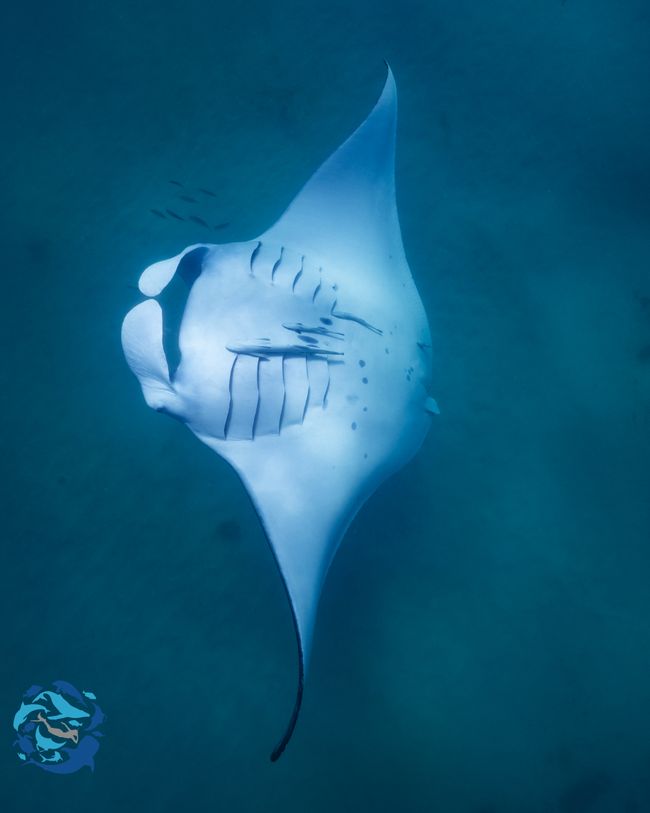 Snorkeling