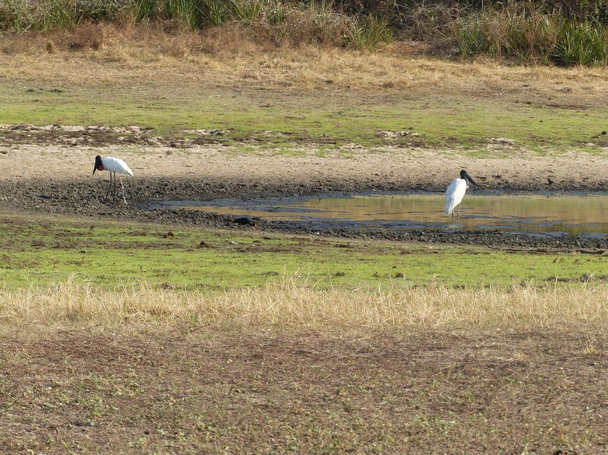 Brasil, A través del Pantanal