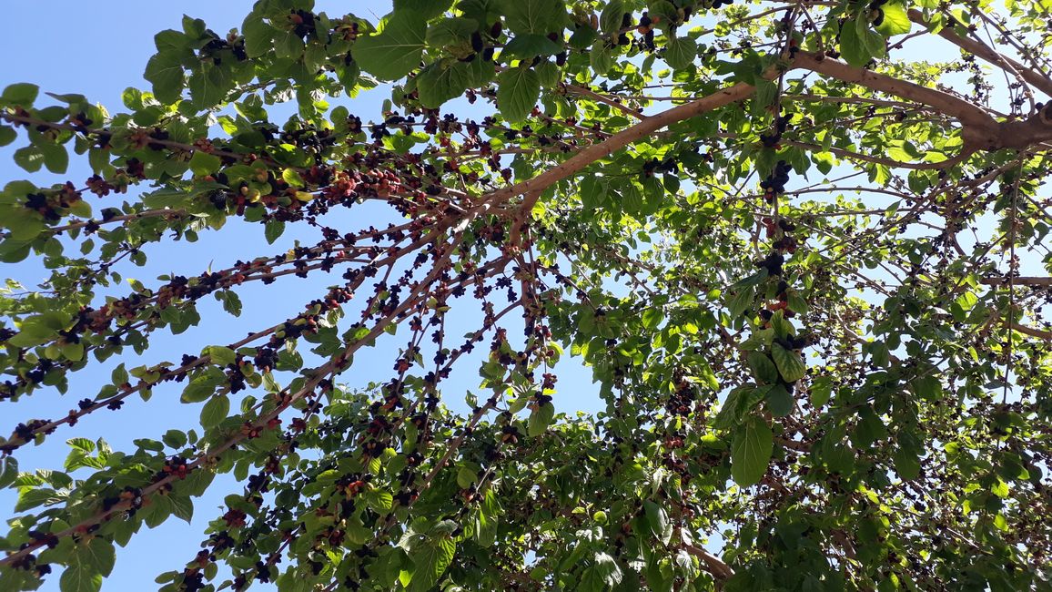 Maulbeerbäume an der Strandprommenade, mit vielen reifen Früchten, doch leider unerreichbar.