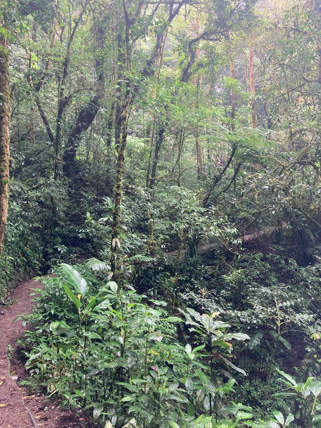 Monteverde