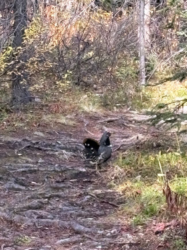 Day 4 – Spruce Grouse Detectives & 333 km Towards Adventure 🐔🎶