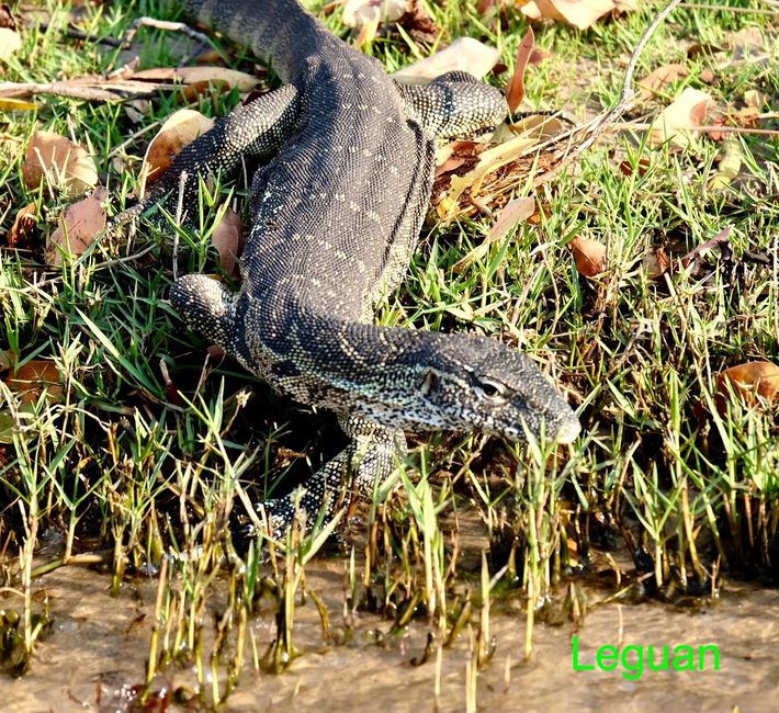 Chobe National Park