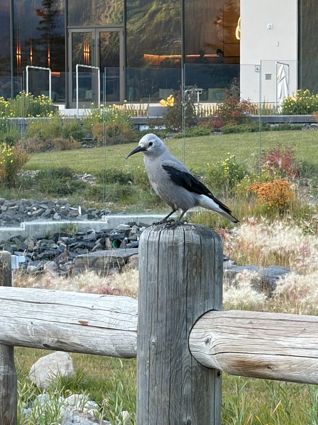 Kanada 9/21 - Banff