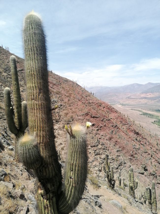 Argentina, Jujuy