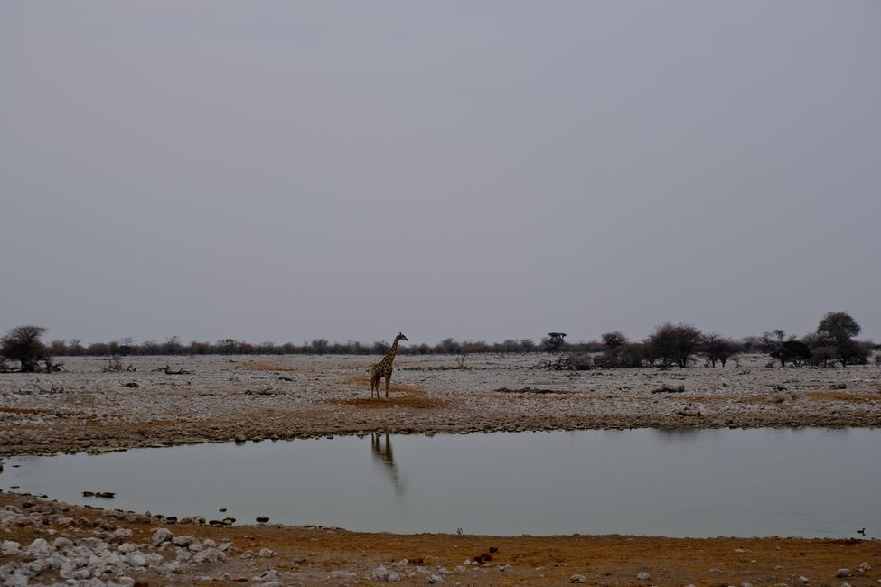 Etosha National Park 🐘🦒