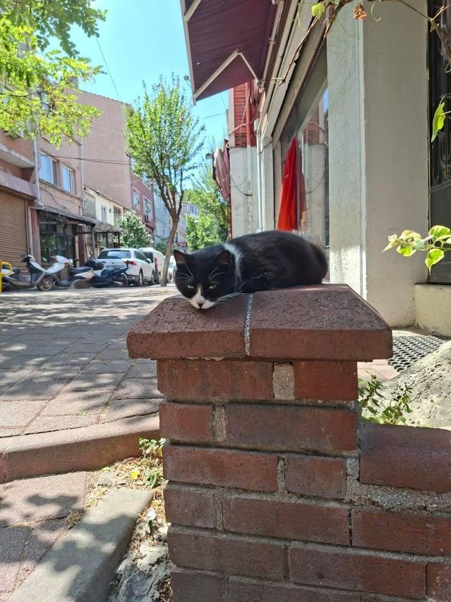 Istanbul Cat frente a la Hagia Sofia