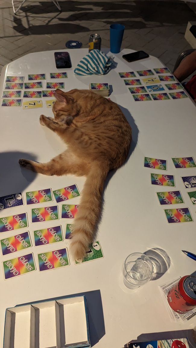 Cuddly Tiger crashes our card game