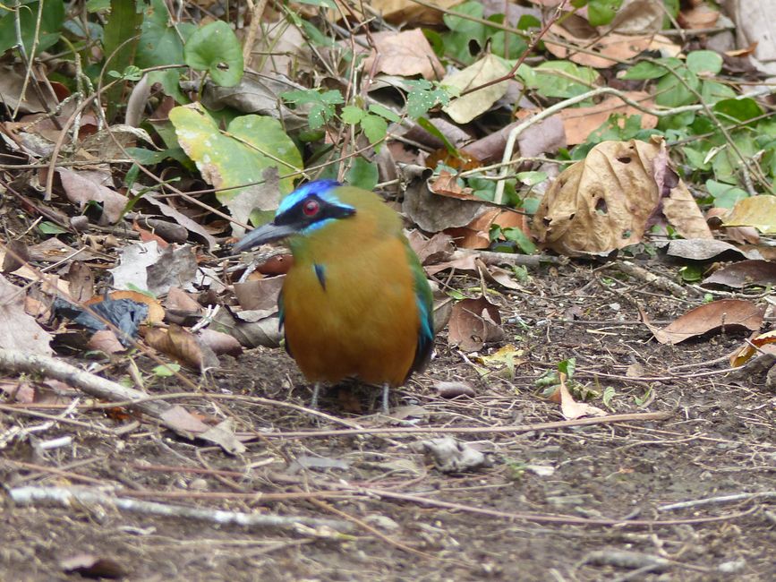 Brazilian Refuge Canaa