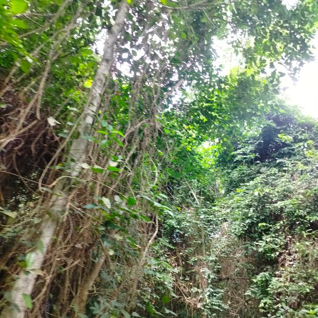 Kakum Nationalpark 