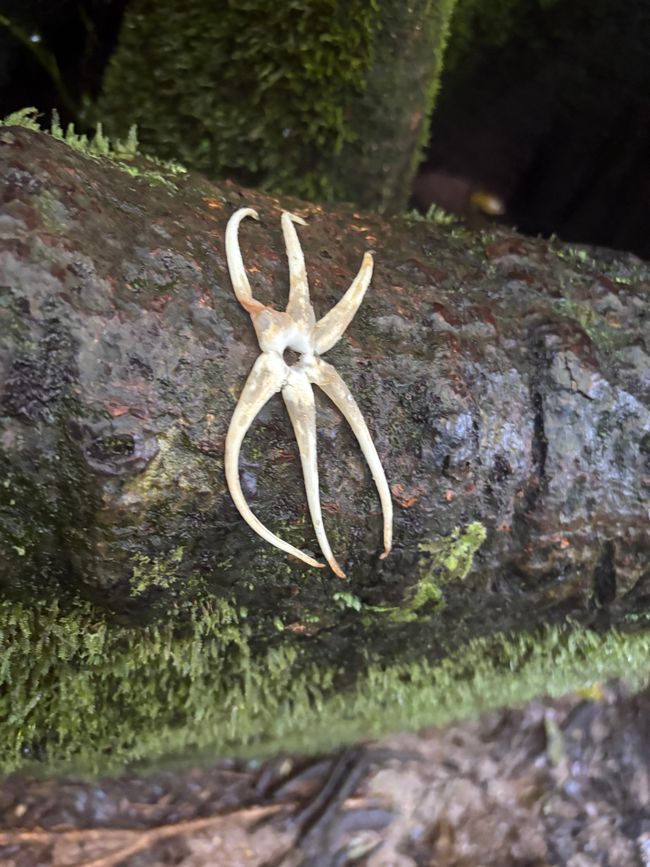 Facehugger!