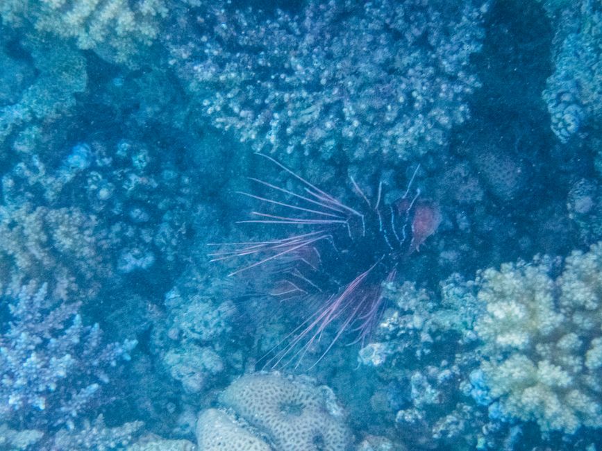 Makadi Bay - Plongée en apnée dans la mer Rouge