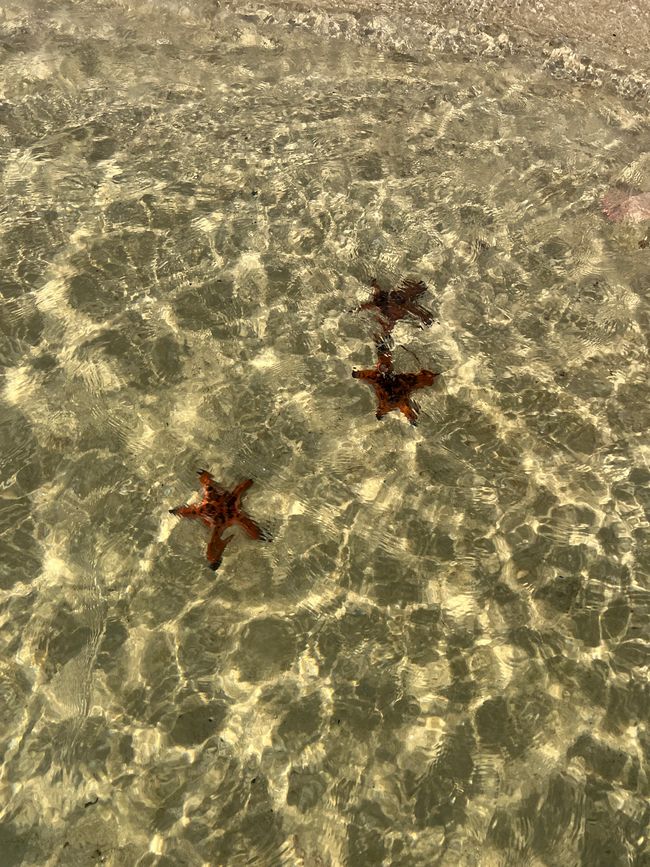 Tag 16 - Phu Quoc: Tierische Higloghts und glitzerndes Einhorn