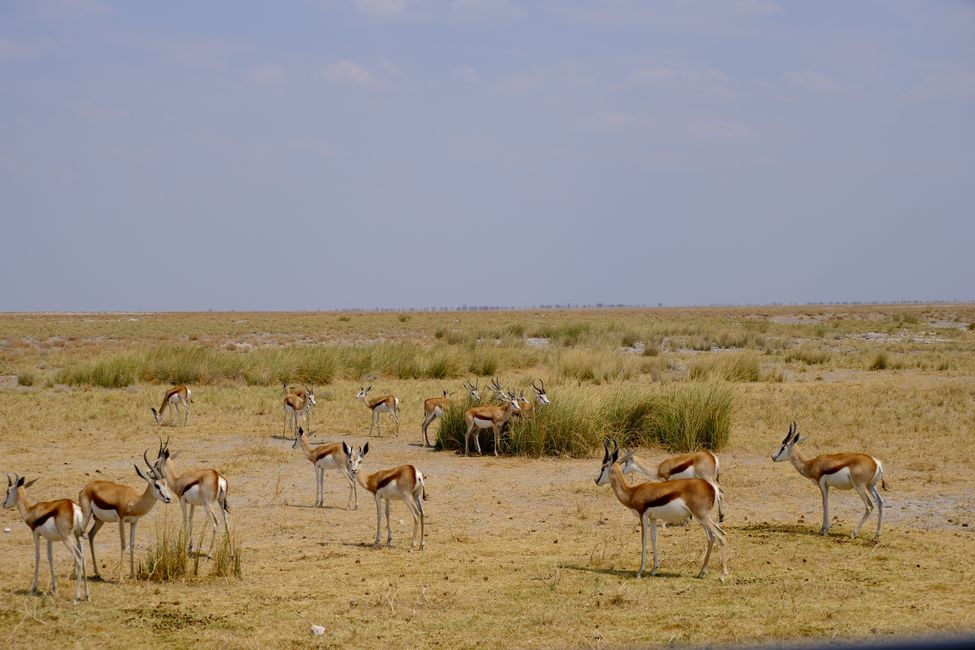 Ethosa Nationalpark 🐘🦒