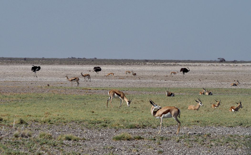 2. Day: Etosha National Park