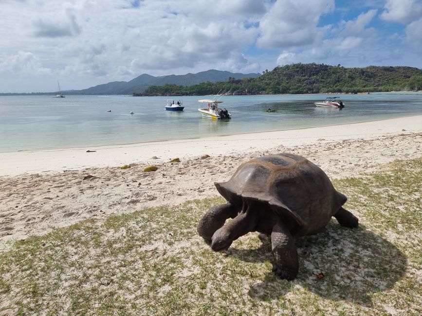 Seychelles - Giorno 13: Isola delle Tartarughe, ultimo snorkeling e viaggio di ritorno