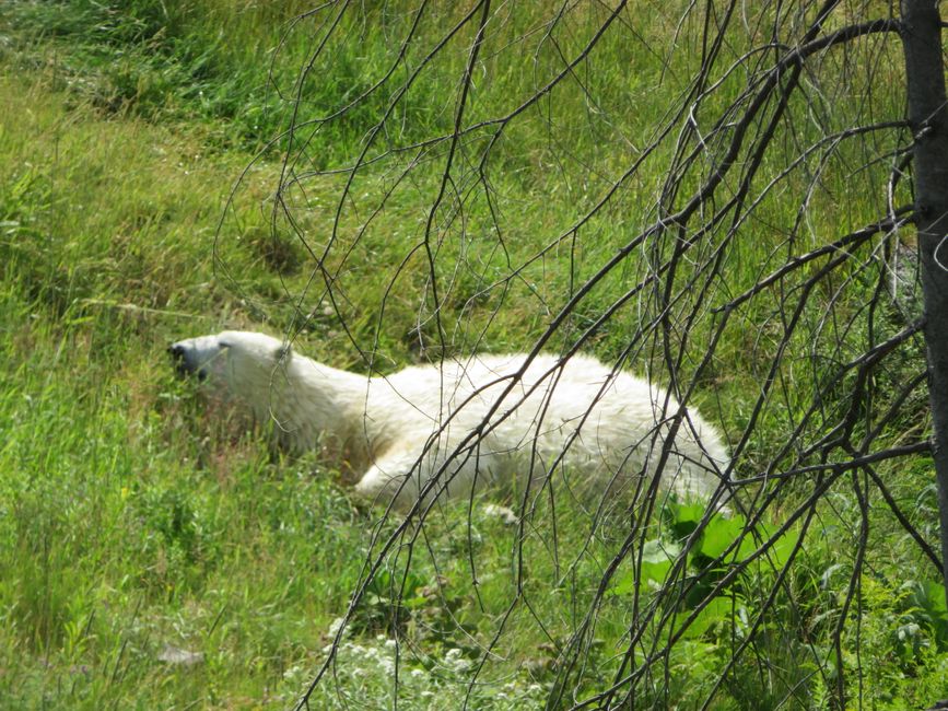 Polar bear (Zoo Sauvage)