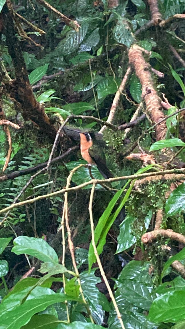 Monteverde