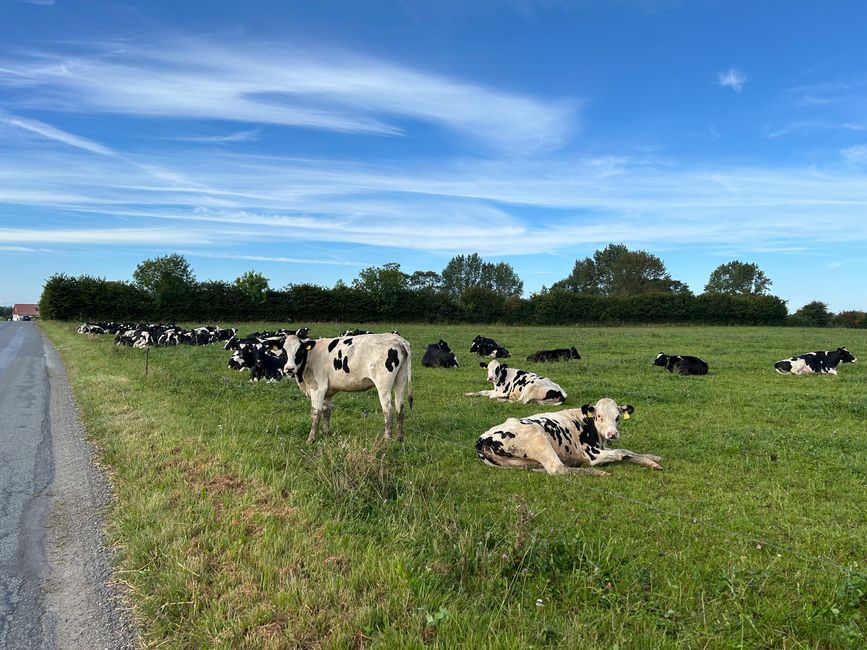 Even the cows look shocked 