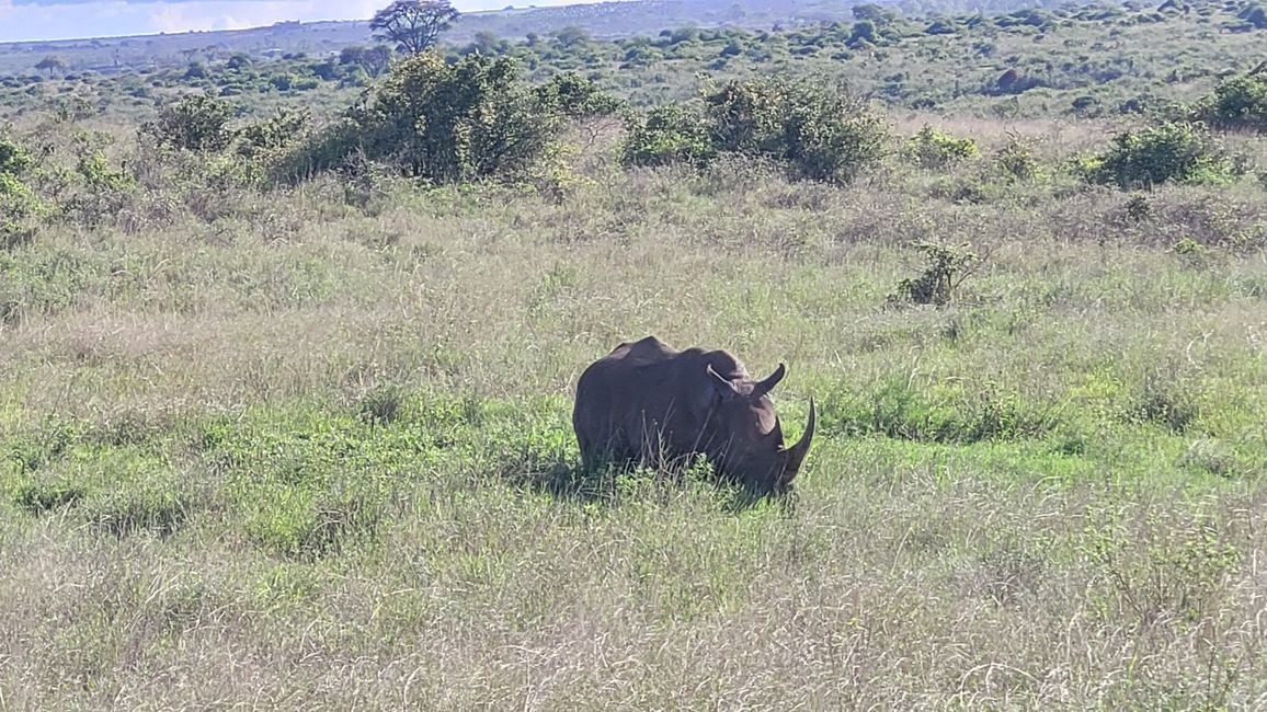 Nairobi Nationalpark - Safari zum Abschluss