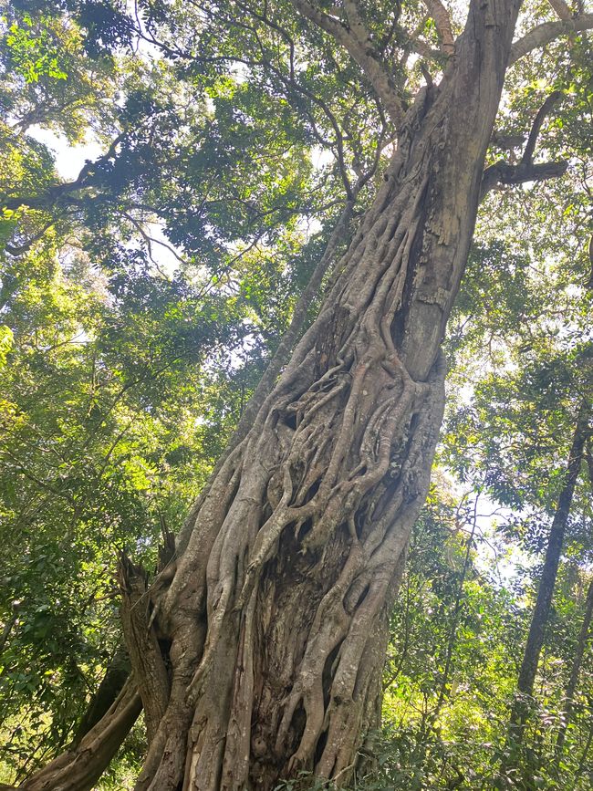 Kilimanjaro y el Parque Nacional Arusha