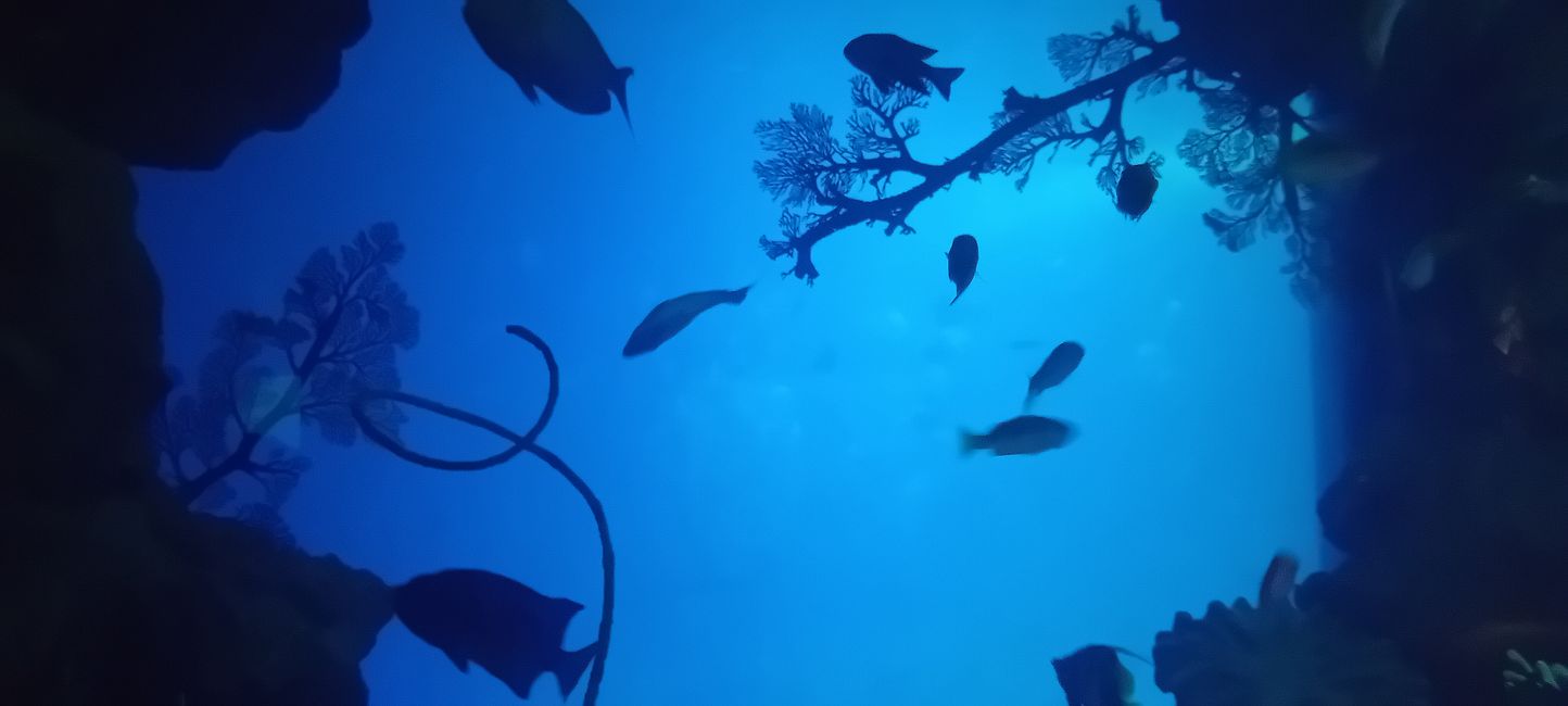 Checheng / Museo Nazionale di Biologia Marina & Museo