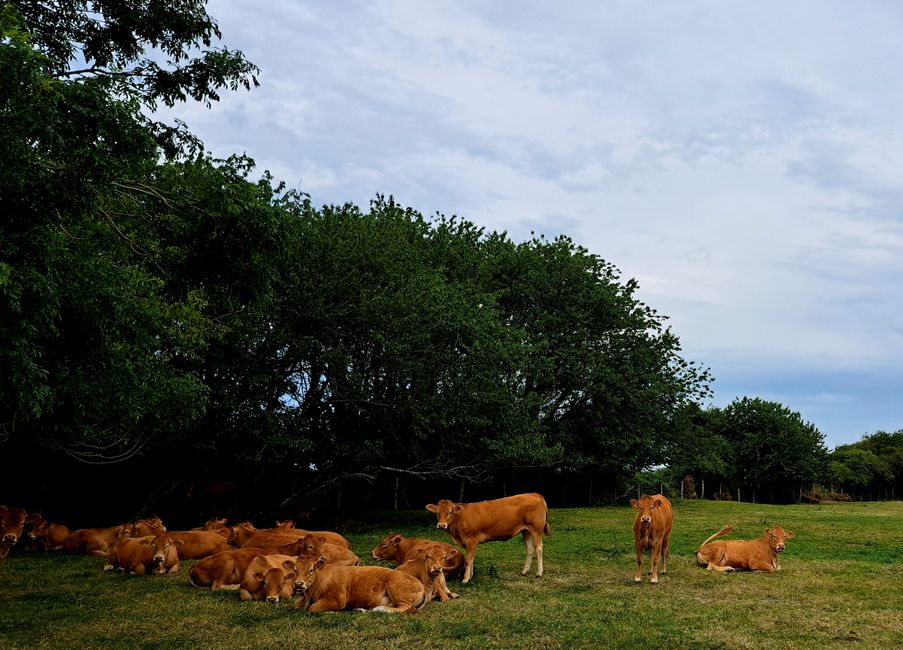 Encore plus de vaches