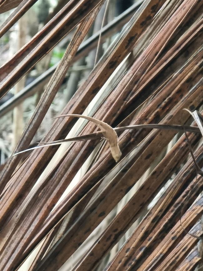 Seychellen - Tag 8: Praslin Nationalpark Vallée de Mai