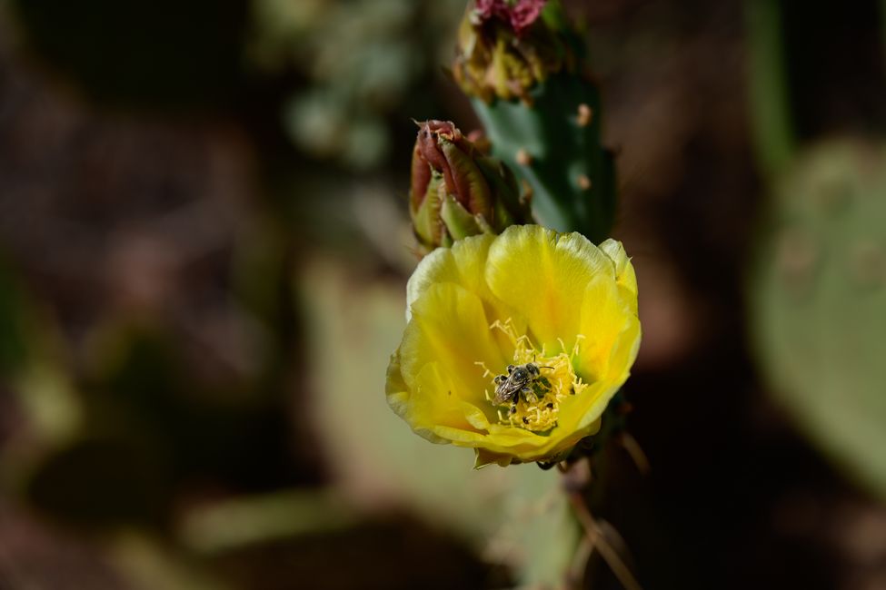 Cactus bloom with visit