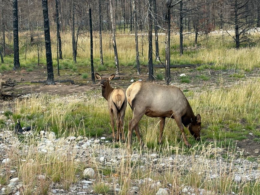 标签11 - 🏞️ 出发去贾斯珀 – 从购物中心的早餐到 wapiti 合租公寓