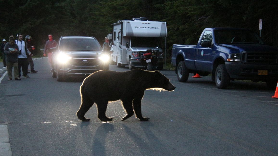 Day 26: Chilkoot River - a big bear show & photoshoot with 'Lulu'