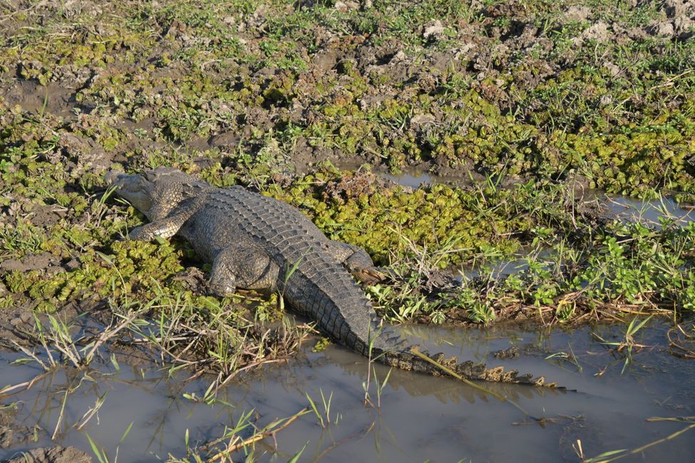 Kakadu NP - Saltwater Crocodile