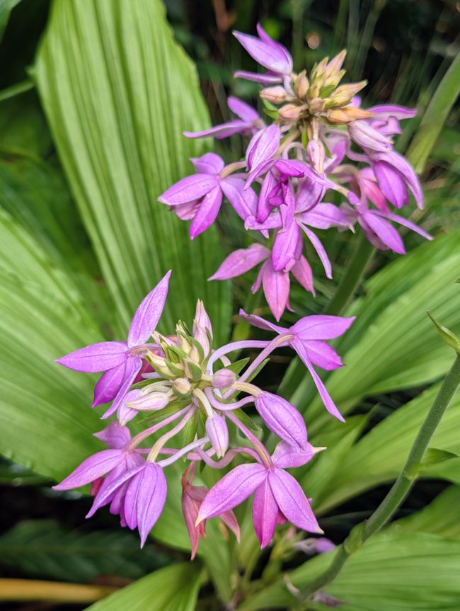 Blumen