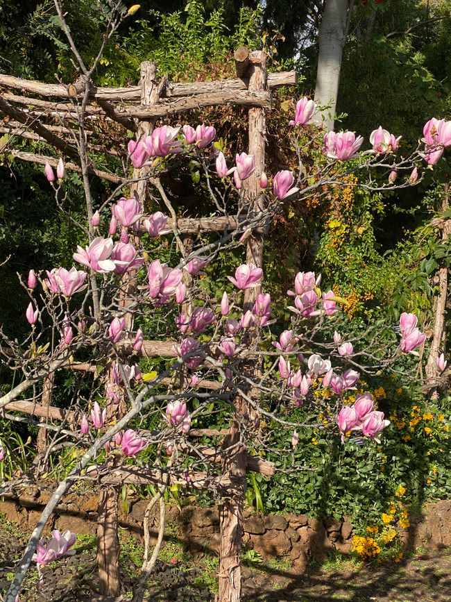 Daheim haben Magnolien noch Winterruhe