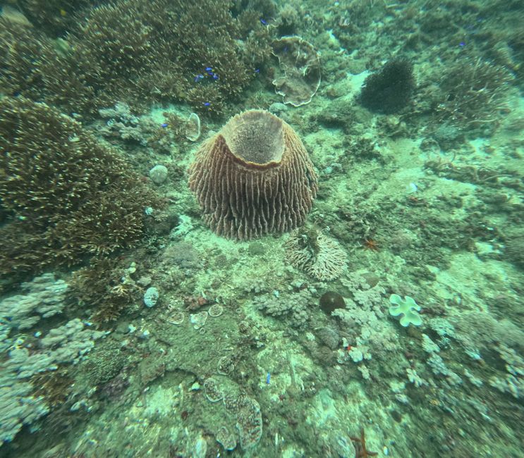 Tag 20: Il mondo sottomarino di Bali