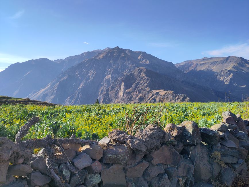 Arequipa: Beautiful Colca Canyon and the best almond peak in the world