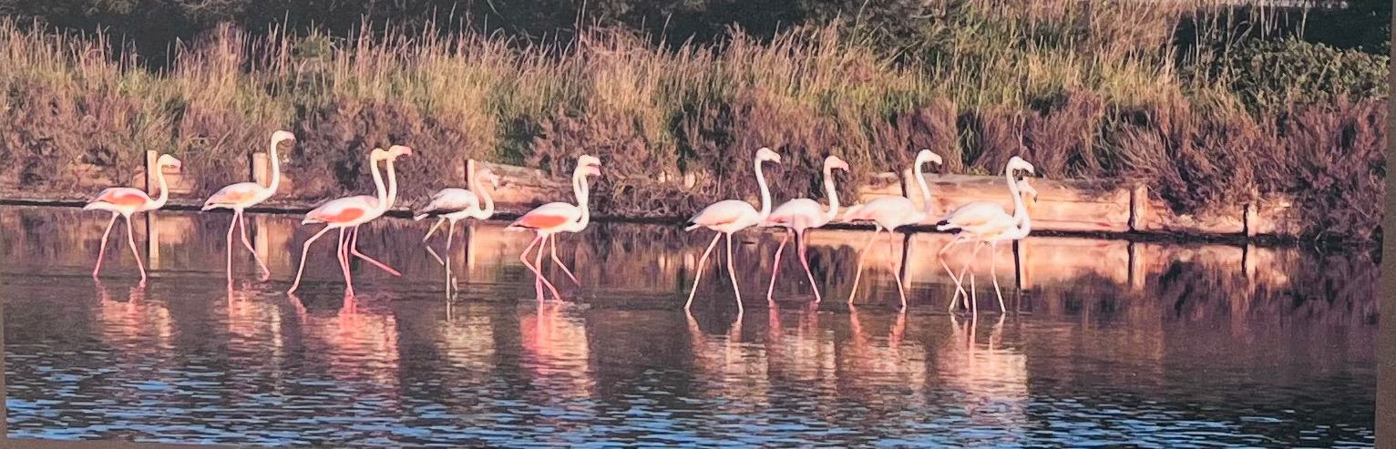 In den Salzwasserlagunen leben zahlreiche Flamingos