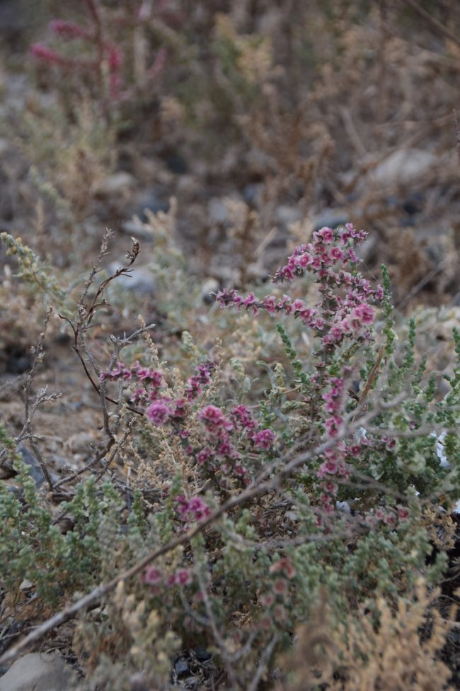 Lila Steppe