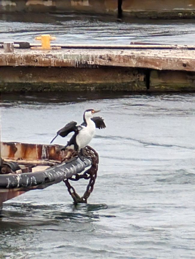 75.Tag 20.3.25 Adelaide Australiens