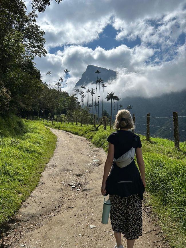 Día 4: Valle de Cocora 🌴, Salento 🏘️, Plantación de café ☕️