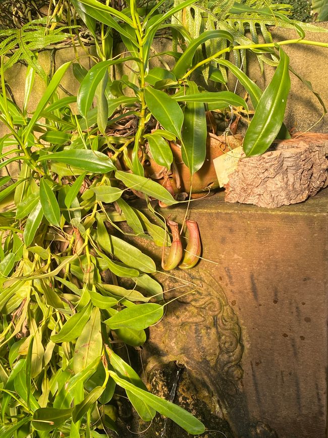 um unbekannte Pflanzen 