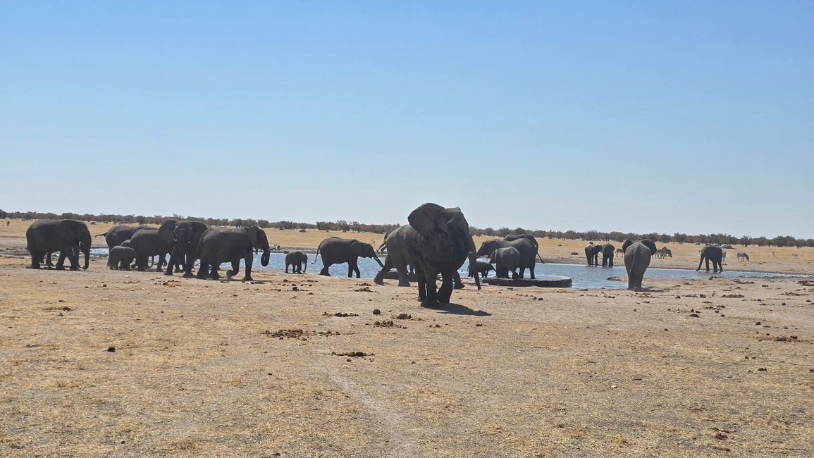 Game Drive