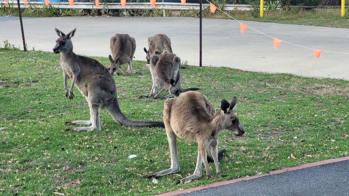 Halls Gap – Meet the Wildlife im Vorgarten